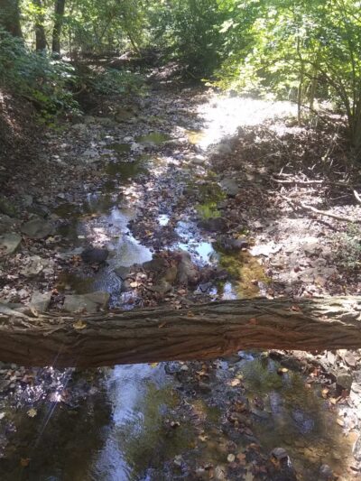 Dark Hollow Woods Nature Reserve - Oakmont, PA