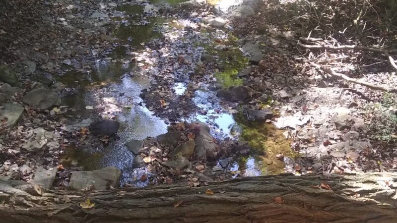 Dark Hollow Woods Nature Reserve - Oakmont, PA