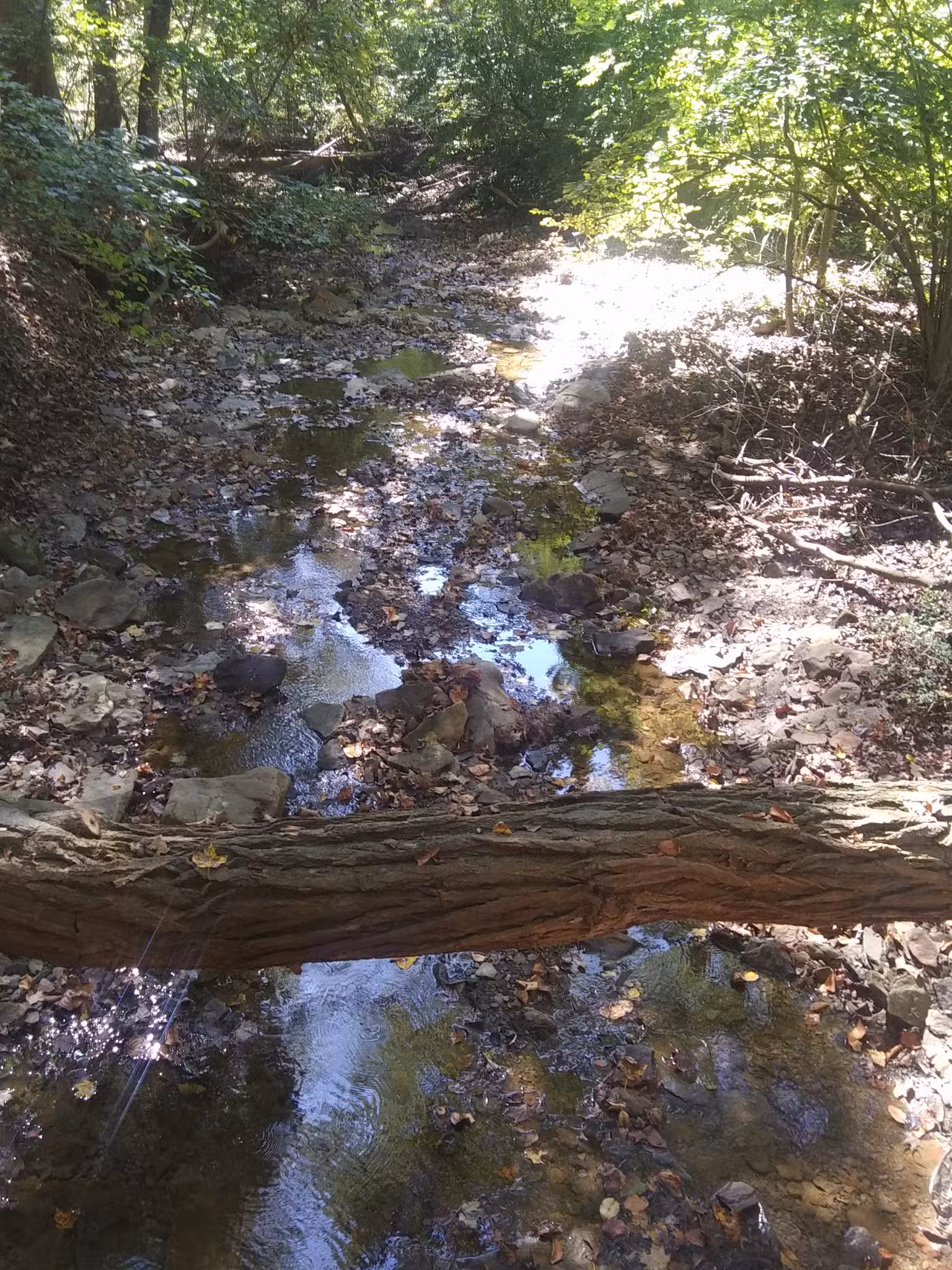 Dark Hollow Woods Nature Reserve - Oakmont, PA