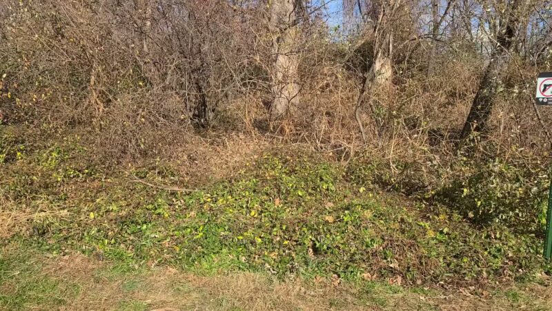Blake Lane Park - Oakton, VA