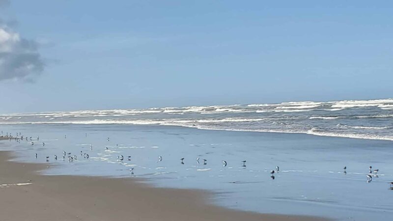 Beach Approach - Ocean Park, WA