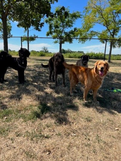 Happy Tails Dog Camp New Jersey - Ocean Township, NJ