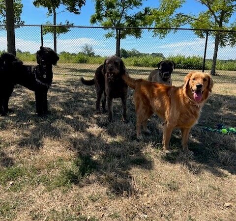 Happy Tails Dog Camp New Jersey - Ocean Township, NJ