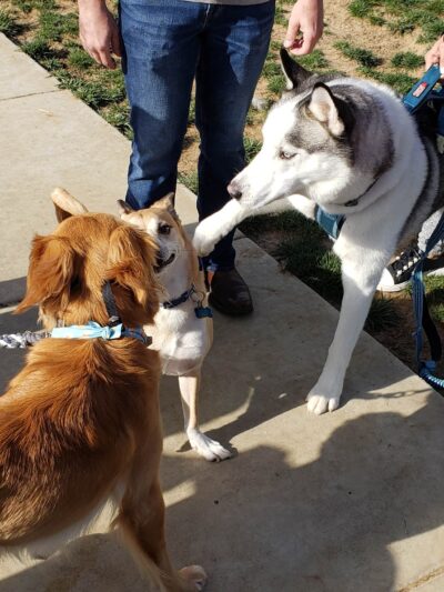 Harborview / Seaside Village Dog Park - Oceanside, CA