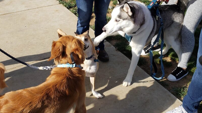 Harborview / Seaside Village Dog Park - Oceanside, CA