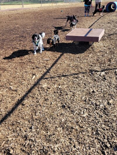 Ogden City Dog Park - Ogden, UT