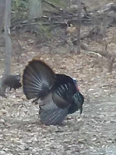 Heaters Pond Park - Ogdensburg, NJ