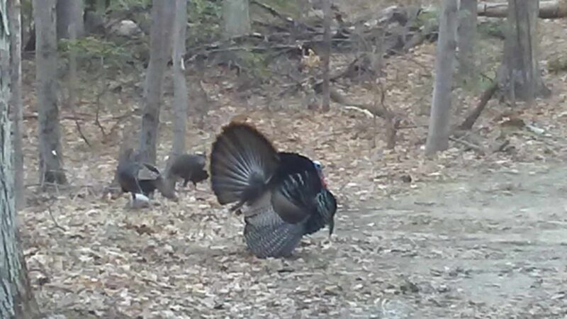 Heaters Pond Park - Ogdensburg, NJ