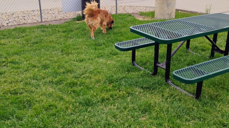 Dog Park at Love’s Travel Stops - Oglesby, IL