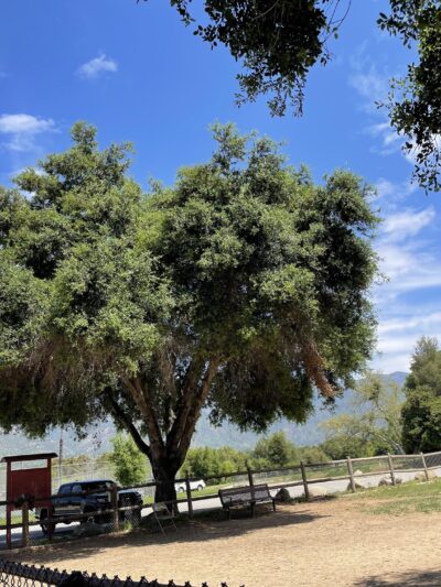 Mitchell Edelson Dog Park - Ojai, CA