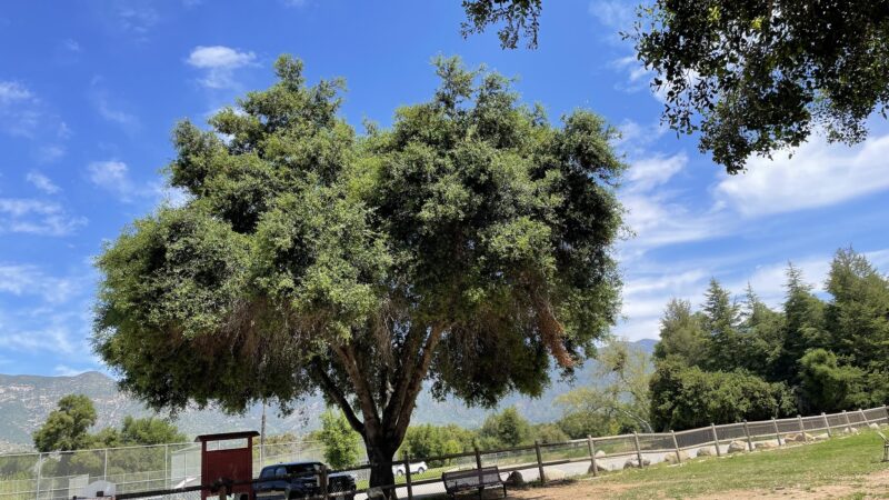 Mitchell Edelson Dog Park - Ojai, CA