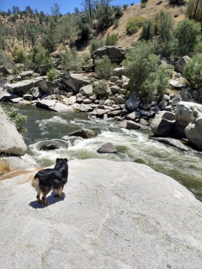 Mitchell Edelson Dog Park - Ojai, CA