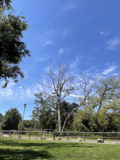 Mitchell Edelson Dog Park - Ojai, CA