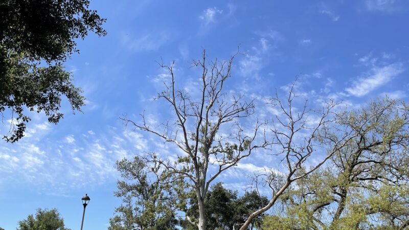 Mitchell Edelson Dog Park - Ojai, CA