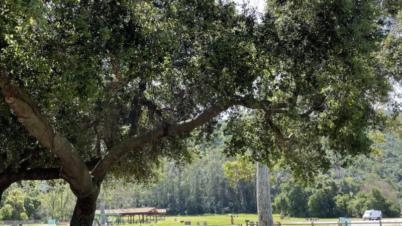 Mitchell Edelson Dog Park - Ojai, CA
