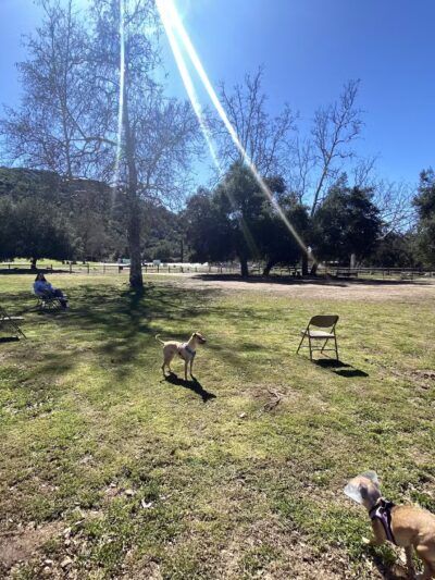 Mitchell Edelson Dog Park - Ojai, CA