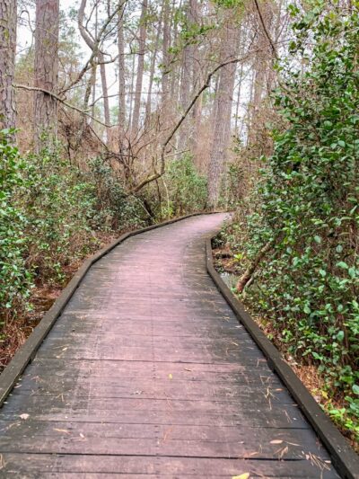 Woods Bay State Park - Olanta, SC