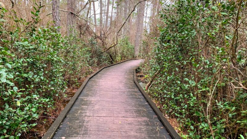 Woods Bay State Park - Olanta, SC