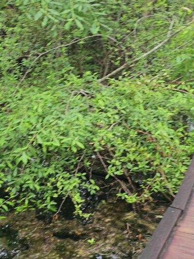 Woods Bay State Park - Olanta, SC