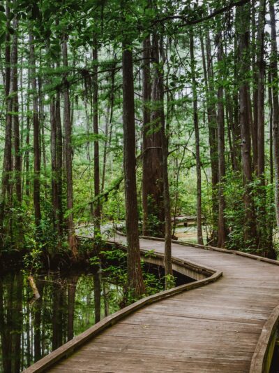 Woods Bay State Park - Olanta, SC