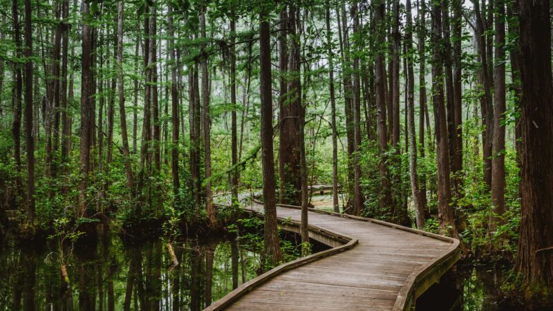 Woods Bay State Park - Olanta, SC