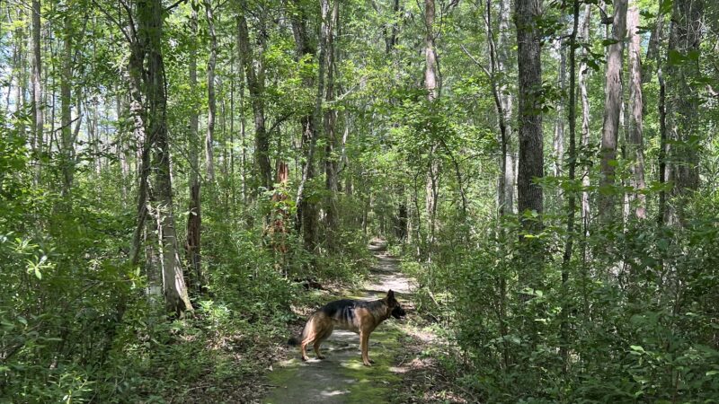 Woods Bay State Park - Olanta, SC