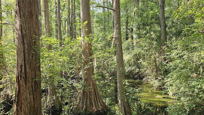 Woods Bay State Park - Olanta, SC