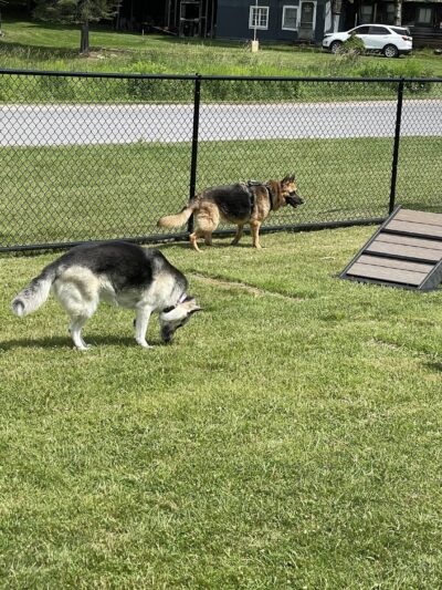 Dog Park - Old Forge, NY