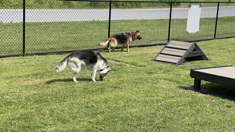 Dog Park - Old Forge, NY