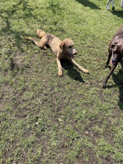 Dog Park - Old Forge, NY
