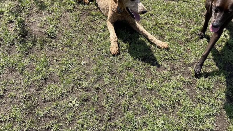 Dog Park - Old Forge, NY
