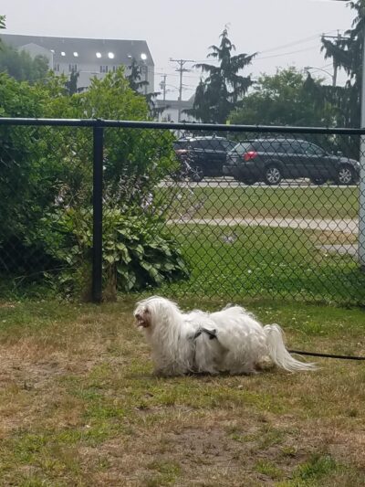 K9 Veteran's Memorial Dog Park - Old Orchard Beach, ME