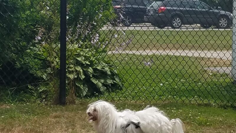 K9 Veteran's Memorial Dog Park - Old Orchard Beach, ME