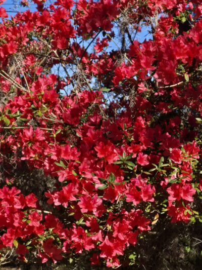 Nature Coast State Trail Parking - Old Town, FL