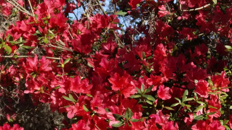 Nature Coast State Trail Parking - Old Town, FL
