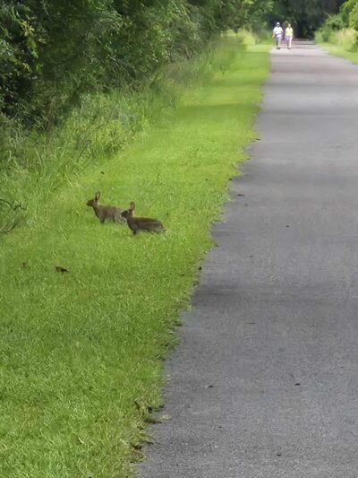 Nature Coast State Trail Parking - Old Town, FL