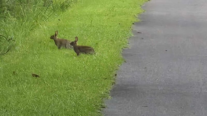 Nature Coast State Trail Parking - Old Town, FL