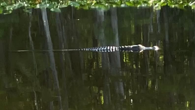 Nature Coast State Trail Parking - Old Town, FL