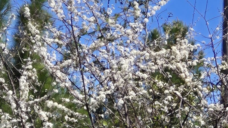 Nature Coast State Trail Parking - Old Town, FL