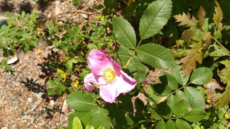 Coombs Park - Old Town, ME