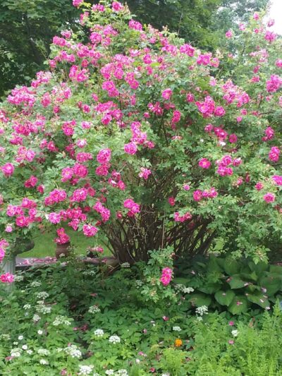 Coombs Park - Old Town, ME