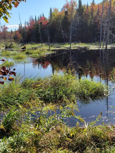 Perch Pond Recreational Trails - Old Town, ME