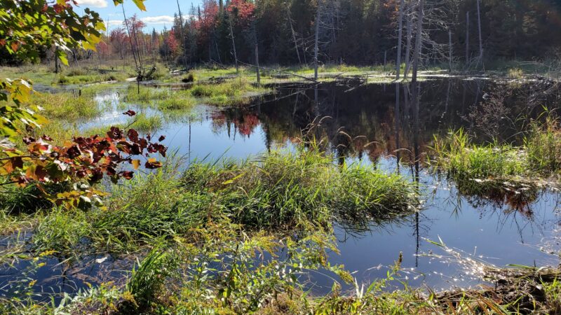 Perch Pond Recreational Trails - Old Town, ME