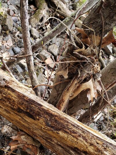 Treat - Webster Park - Old Town, ME