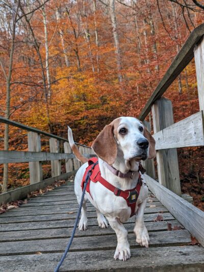 McKenley Hollow Trailhead Parking - Oliverea, NY