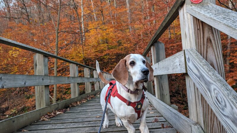 McKenley Hollow Trailhead Parking - Oliverea, NY