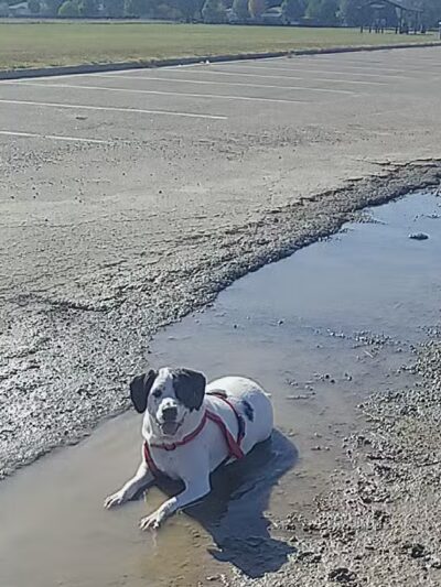 Deep Well Veterinary Services - Olsburg, KS