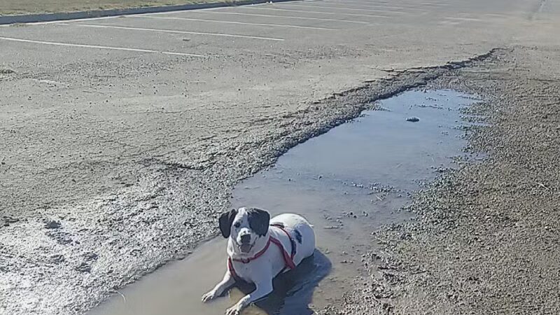 Deep Well Veterinary Services - Olsburg, KS