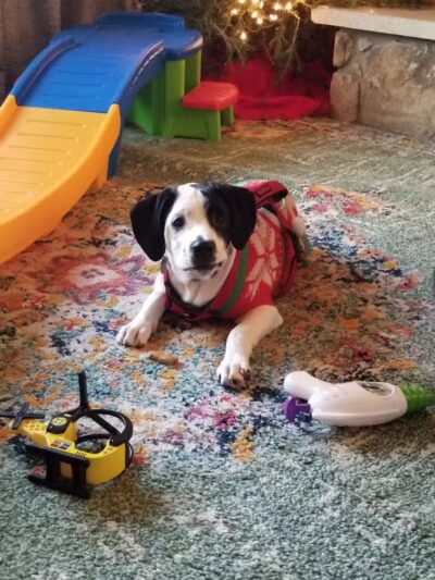 Deep Well Veterinary Services - Olsburg, KS