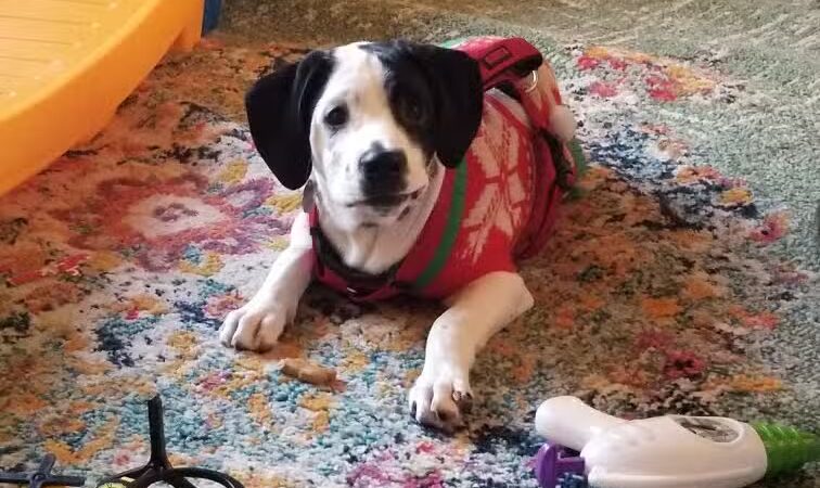 Deep Well Veterinary Services - Olsburg, KS